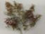 Obrázok pre 55/23101N *Natur-stromy*cca *8-12cm*