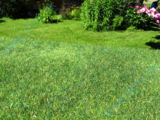 Obrázok pre 44/F022 Nesečená louka časné léto