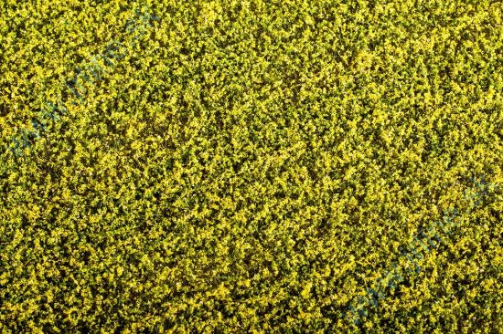 Obrázok pre 44/F450 Řepka kvetoucí