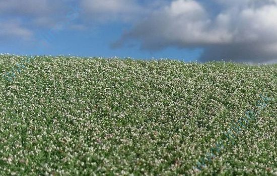 Obrázok pre 44/F460 Makové pole kvetoucí