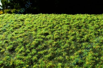 Obrázok pre 44/F516 Drny malé jarní