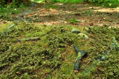 Obrázok pre 44/F601 Lesní pordosty - jarní