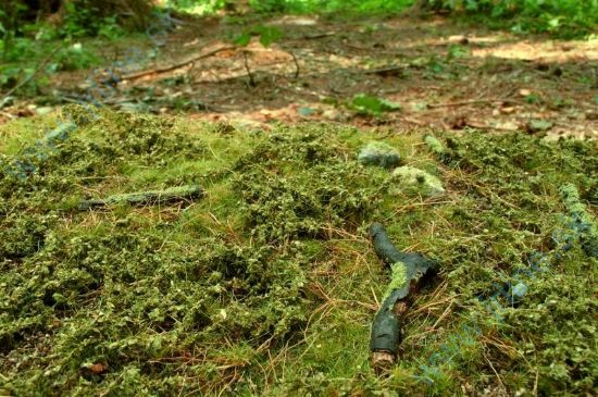 Obrázok pre 44/F601 Lesní pordosty - jarní