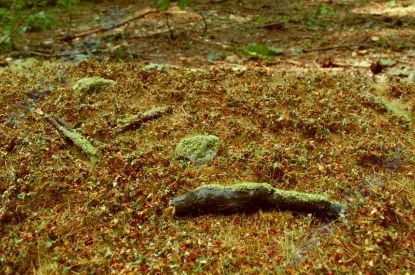 Obrázok pre 44/F603 Lesní podrosty - pozdní léto