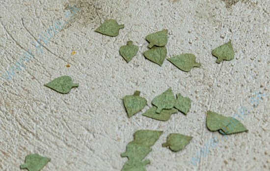 Obrázok pre 44/L3-004 Bříza - zelená