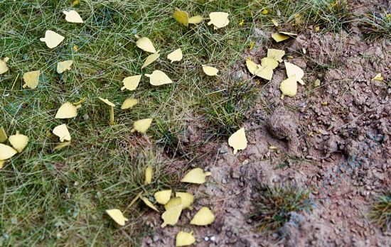 Obrázok pre 44/L3-204 Bříza - suché listí