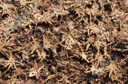 Obrázok pre 44/L3-309 Tropické listí suché 1:35