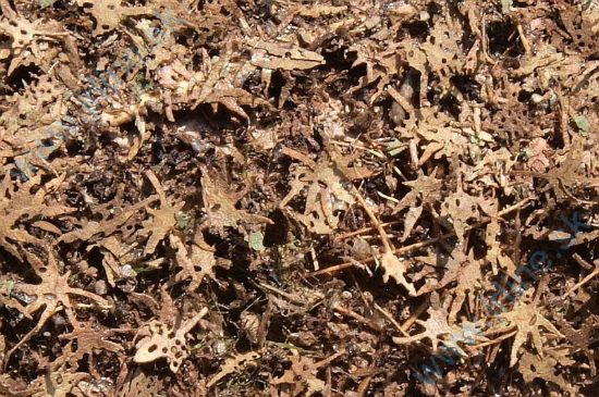 Obrázok pre 44/L3-309 Tropické listí suché 1:35