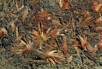 Obrázok pre 44/L3-310 Jungle směs suchá 1:35