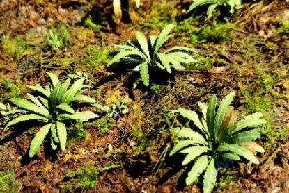 Obrázok pre 44/VG3-035 Asijská kapradina (1:35 / 1:48