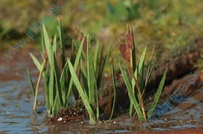 Obrázok pre 44/VGN-008 Orobinec N