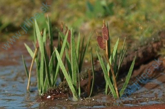 Obrázok pre 44/VGT-008 Orobinec TT