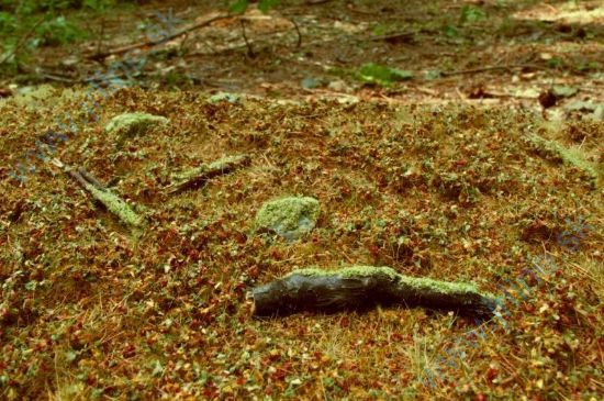 Obrázok pre 44/F603-S Lesní podrosty - pozdní léto -