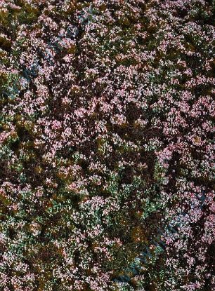 Obrázok pre 44/F630-S Lesní základ - vřesoviště - MI