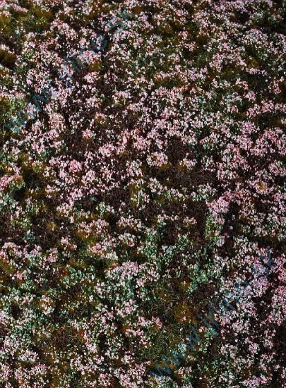 Obrázok pre 44/F630-S Lesní základ - vřesoviště - MI