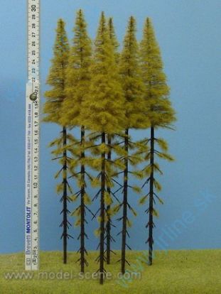 Obrázok pre 44/MK304 Modřín podzimní, vysoký kmen 2